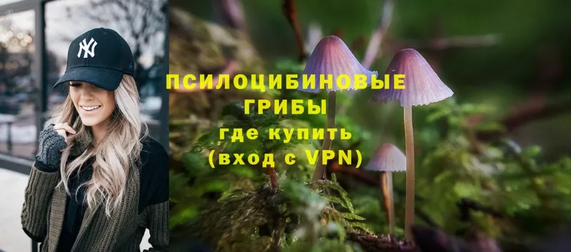 MEGA   Калуга  Псилоцибиновые грибы Cubensis 